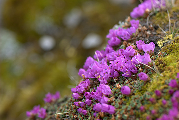 Beautiful colors high in the alpine on the way back down