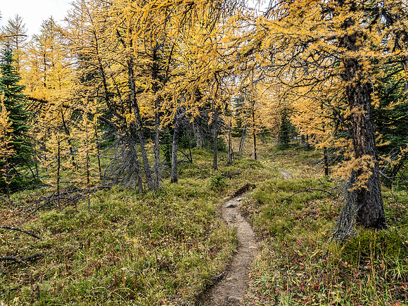 The larch forest before the big drop to the Simpson River and Golden Valley is pretty impressive.