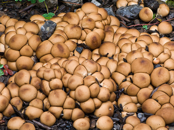 Lots of interesting mushrooms along the way.