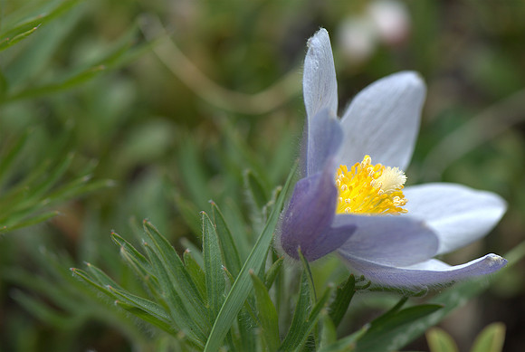 Flora