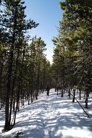 It's very peaceful back in the trees on the walk back to the trailhead - and pleasantly warm too.