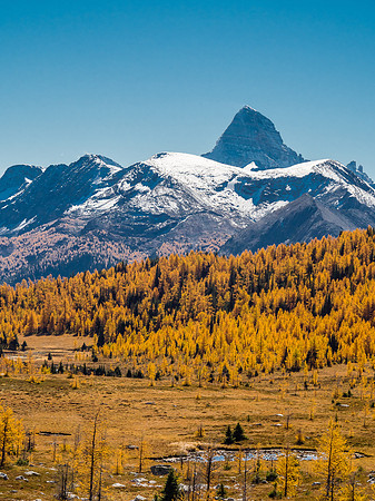 The mighty "A", Mount Assiniboine, and a larch forest.