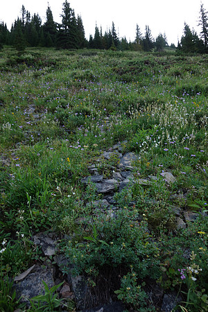 The slopes to gain the ridge of the SW outlier are a strange mix of scree, plates of rock and wild flowers. At least the mosquitos weren't out yet.