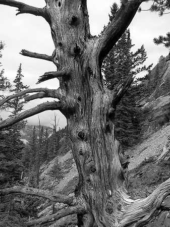 Old and twisted.