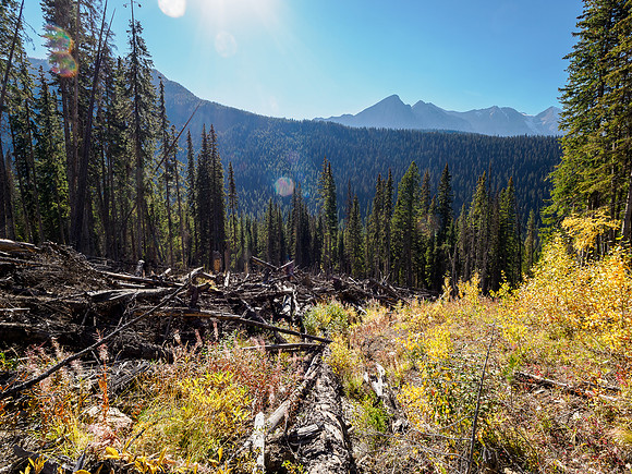 Descending back to the short bushwhack to the Ottertail Fire Road.