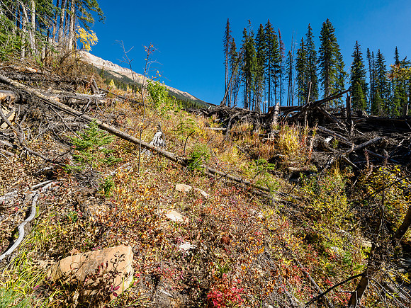 Views up the open(ish) avalanche path near the bottom of the SW face.