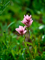 I love pink paintbrush.