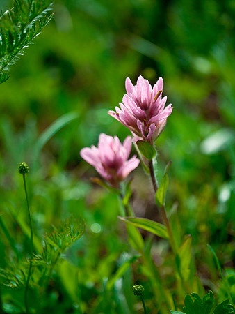 I love pink paintbrush.
