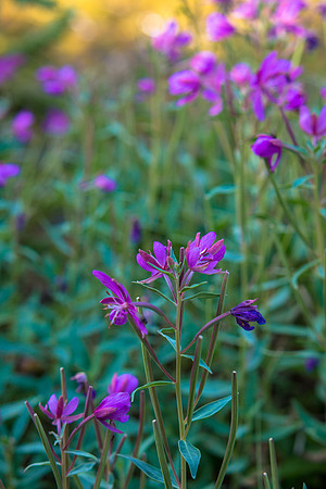 Flora.