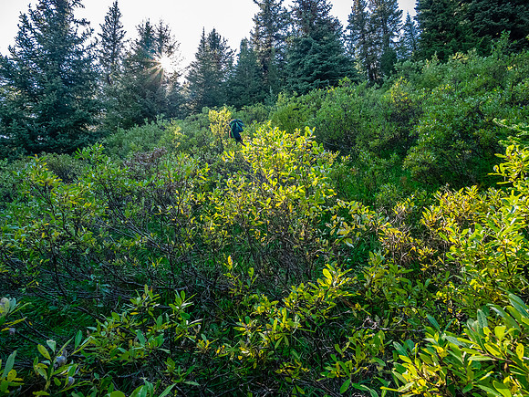 Hiking up to the McConnell meadows from the creek.