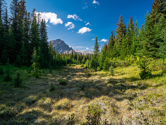 Hiking up to the McConnell meadows from the creek.