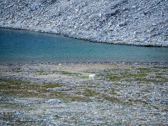 Mountain goats at the largest tarn in upper SW Roaring Creek.