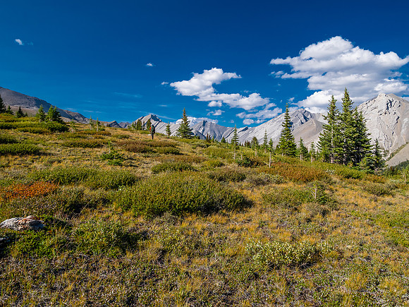 Hiking the McConnell Meadows above the north branch of McConnell Creek.