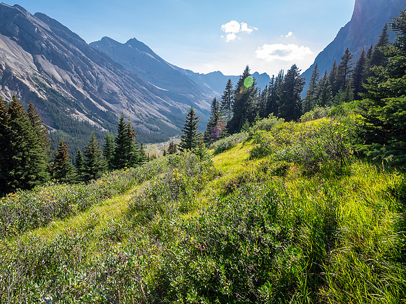 Hiking up to the McConnell meadows from the creek.