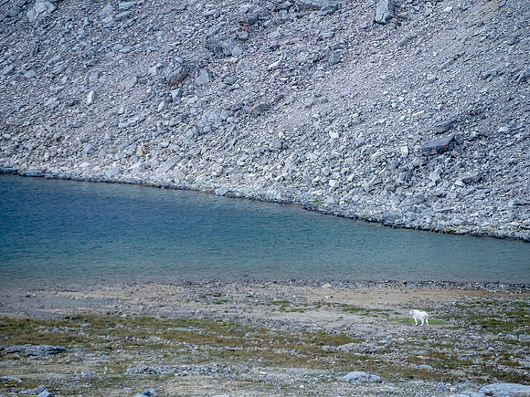 Mountain goats at the largest tarn in upper SW Roaring Creek.