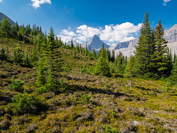 Traversing east above Roaring Creek to Mount Goodair.