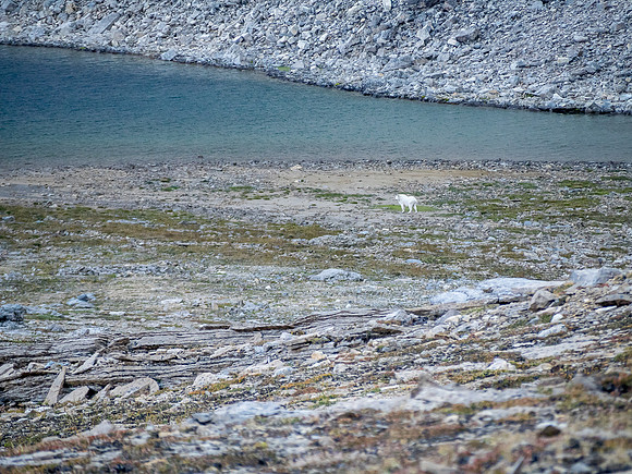 Mountain goats at the largest tarn in upper SW Roaring Creek.