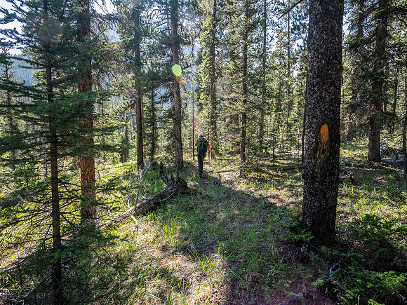 Hiking up the outfitter trail above McConnell Creek.