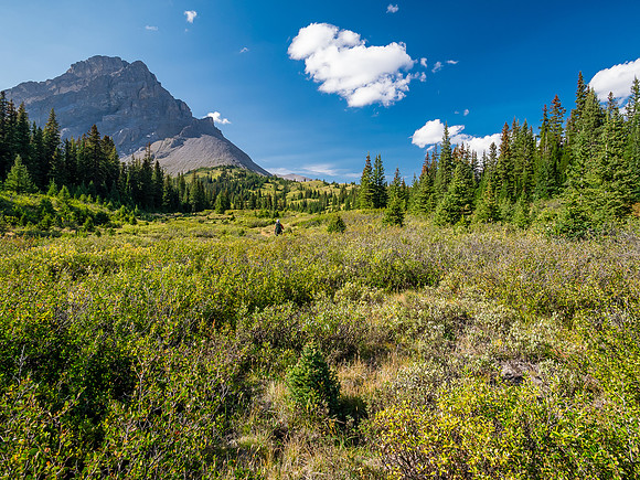 Hiking the McConnell Meadows above the north branch of McConnell Creek.