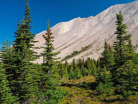 Traversing east above Roaring Creek to Mount Goodair.