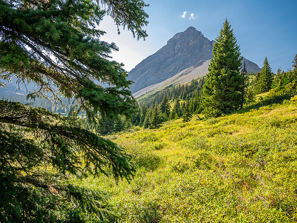 Hiking the McConnell Meadows above the north branch of McConnell Creek.