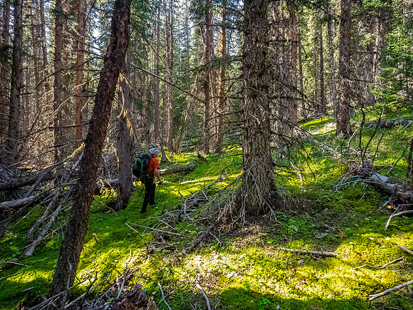 Hiking up to the McConnell meadows from the creek.