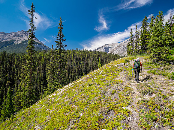 Hiking up the outfitter trail above McConnell Creek.