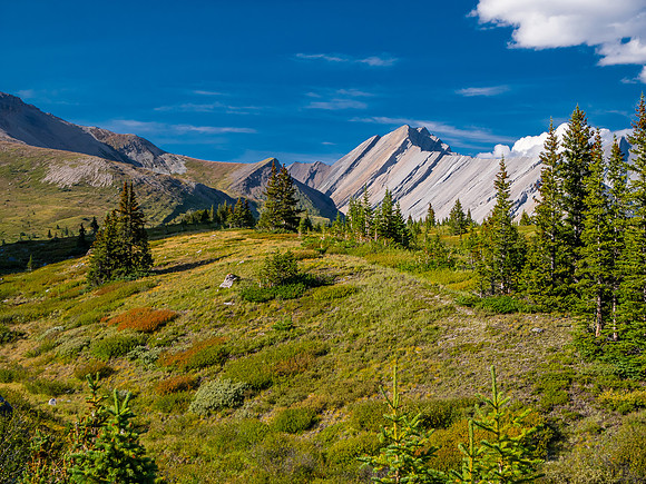 Hiking the McConnell Meadows above the north branch of McConnell Creek.