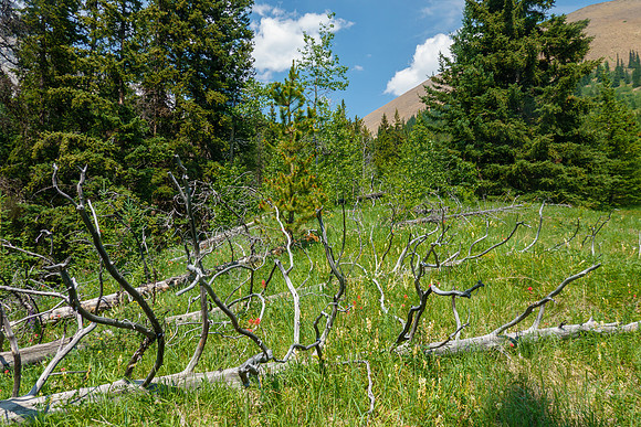 Bushwhacking towards the east face of Tyrrell.