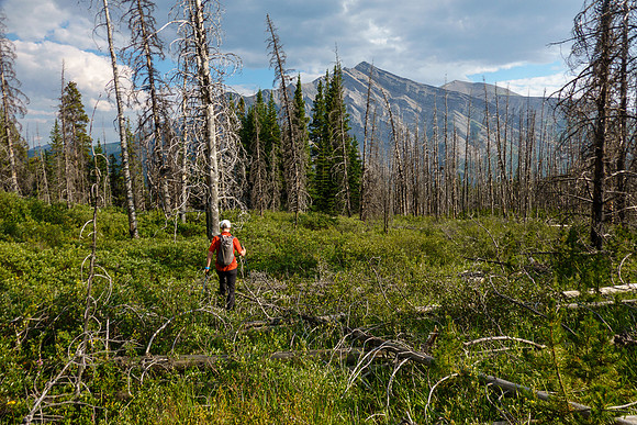Bushwhacking back to the Cascade fire road trail.