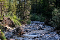 Hiking up the access creek. A mix of forest, bushwhacking, deadfall and wet feet.