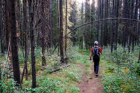 Starting the hike from Hillsdale Meadows to Johnston Canyon and the Ink Pots.