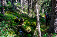 Hiking up the access creek. A mix of forest, bushwhacking, deadfall and wet feet.