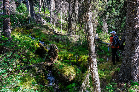 Hiking up the access creek. A mix of forest, bushwhacking, deadfall and wet feet.