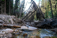 Hiking up the access creek. A mix of forest, bushwhacking, deadfall and wet feet.