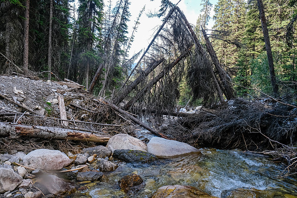 Hiking up the access creek. A mix of forest, bushwhacking, deadfall and wet feet.