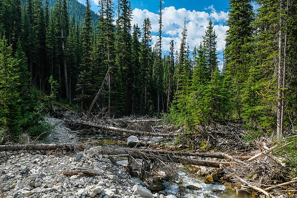 Hiking up the access creek. A mix of forest, bushwhacking, deadfall and wet feet.