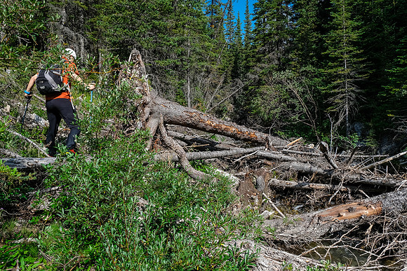 Hiking up the access creek. A mix of forest, bushwhacking, deadfall and wet feet.
