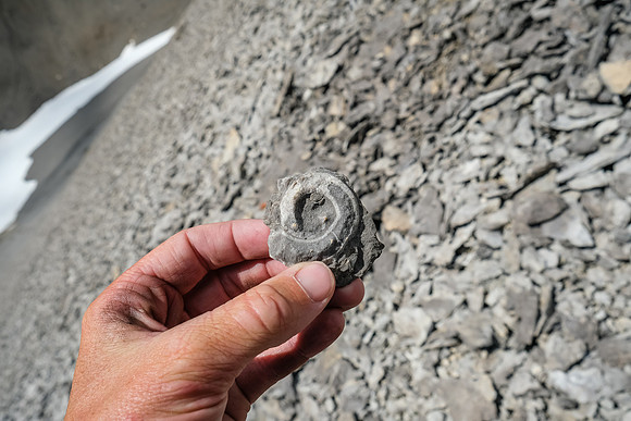 More fossils.