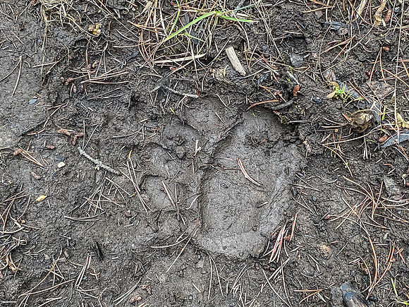 An enormous Grizzly in the area.