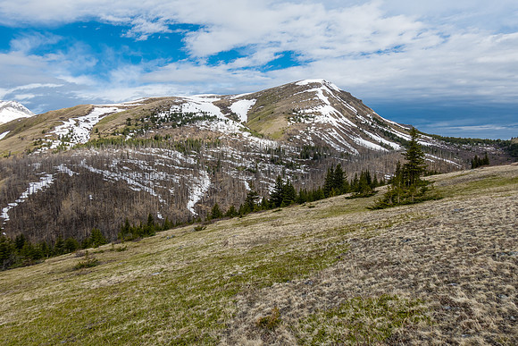 The open, grassy west slopes of Sentry Peak are sheep heaven.
