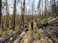 Hiking up the Indianhead Pass Trail through a burn area.