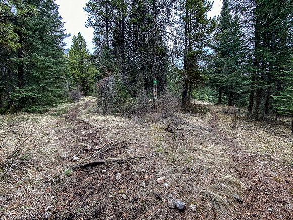 The right branch leads to Peters Creek / Trail. We go left to stay on the Clearwater Trail.