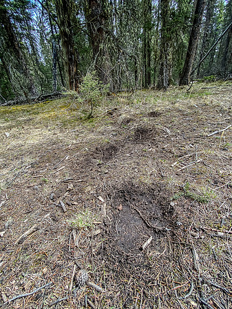 An enormous Grizzly in the area.