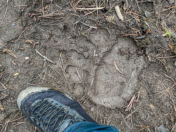 An enormous Grizzly in the area.