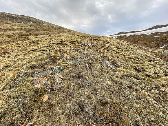 The open, grassy west slopes of Sentry Peak are sheep heaven.