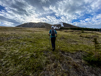 The open, grassy west slopes of Sentry Peak are sheep heaven.