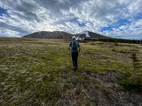 The open, grassy west slopes of Sentry Peak are sheep heaven.
