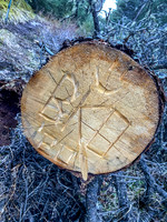 Initials in a cut tree.