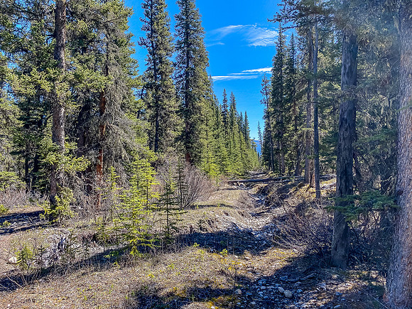 The trail deteriorates after Harrison Flats but there are detours around this stuff.
